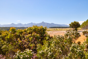 Eine Reise durch Südafrika. Unterwegs im Tsitsikamma Nationalpark.