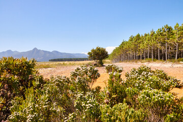 Eine Reise durch Südafrika. Unterwegs im Tsitsikamma Nationalpark.