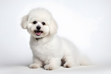 Obraz premium A fluffy white bichon frise sitting with its tail wagging on a white background, Ai Generated