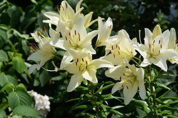 Listen bush of white lilies in the garden close -up