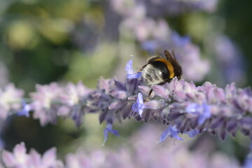 Branch of purple flower perovskia pamirica (salvia yangii) and bumblebee on it close-up