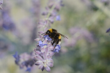 A large fluffy bumblebee sits on purple fragrant flowers of salvia yangii, family Lamiaceae
