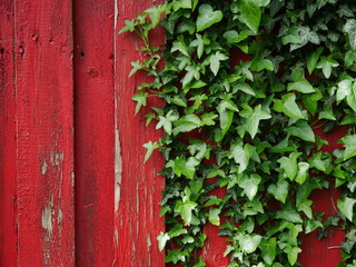 red ivy on a wall