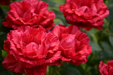 Large bush of pink-red variegated roses in spring
