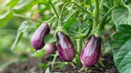 Common and Scientific Names of Eggplant Solanum melongena