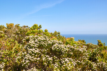 Eine Reise durch Südafrika. Unterwegs im Tsitsikamma Nationalpark.
