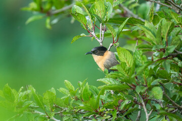 The rufous sibia 