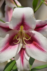 Large flower of white pink lily close -up