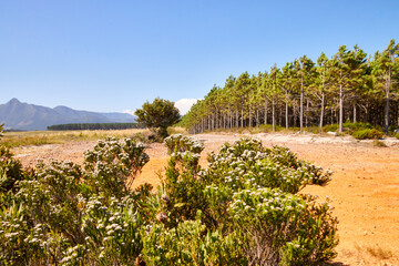 Eine Reise durch Südafrika. Unterwegs im Tsitsikamma Nationalpark.