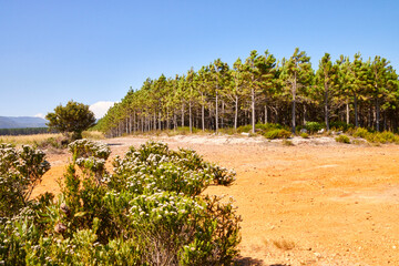 Eine Reise durch Südafrika. Unterwegs im Tsitsikamma Nationalpark.