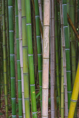 bamboo forest background