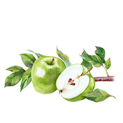 Watercolor painted green apples and a Branch of it