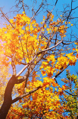 Autumn landscape, autumn maple tree with bright orange leaves. Autumn maple tree with golden foliage on the background of the blue sky in sunny day