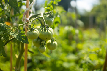 Beds with bushes of green tomatoes in the open ground tied to a wooden peg. Greenhouse with tomato bushes. Agriculture and horticulture. 