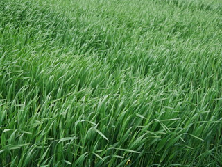 green grass background
