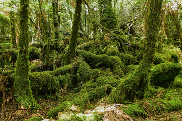 Obraz premium The overgrown moss and lichen on the temperate rain forest ancient tree at Fox Glacier trekking path, South Island, New Zealand.
