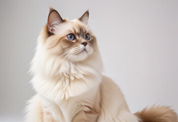 a realistic photo of cat made with generative AI