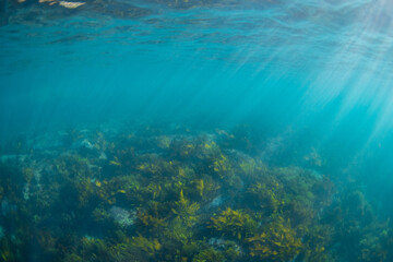 Golden kelp forest underwater in the ocean.