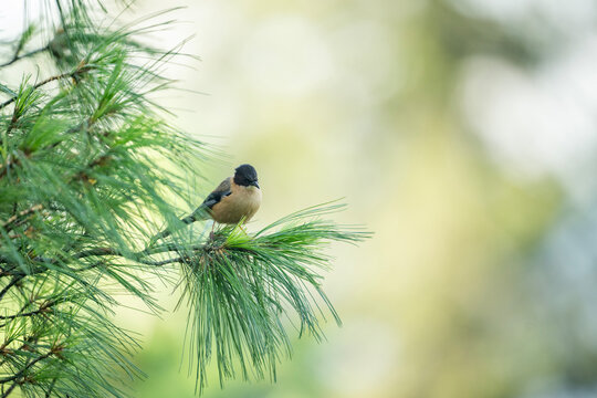 The rufous sibia 