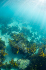 Obraz premium Golden kelp forest underwater in the ocean.