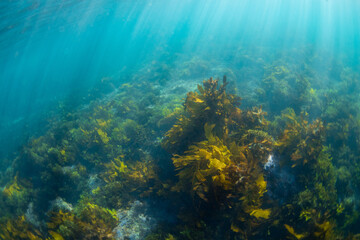 Beautiful golden kelp forest underwater in the ocean.