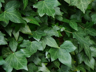 green leaves background