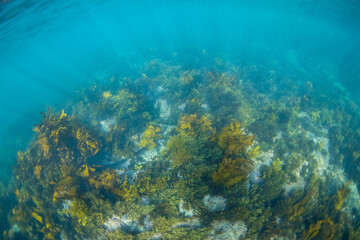 Beautiful golden kelp forest underwater in the ocean.