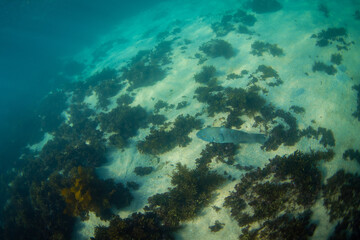 A blue grouper swimming near the sand bottom.