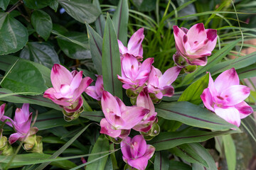 Close-up view of pink and purple Curcuma flowers isolated by greenery.