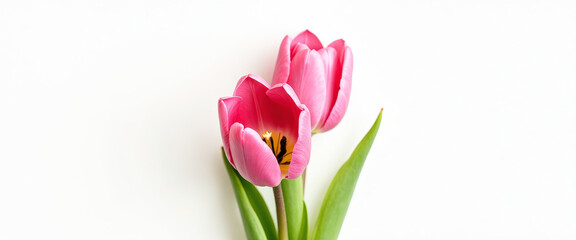 Two Pink Tulips on White Background