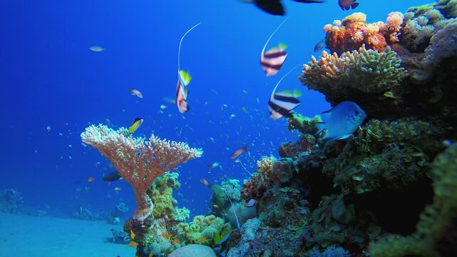 Coral Garden Fish Scene. Tropical underwater sea fish. Underwater fish reef marine. Soft and hard corals. Underwater fish garden reef. Coral garden seascape.