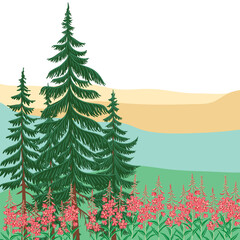 vector drawing landscape with fir trees and rosebay flowers, spruce trees and fireweeds, coniferous and red willowherb, natural forest background, hand drawn illustration