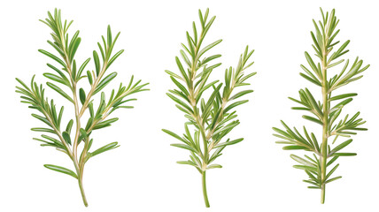 rosemary (PNG)