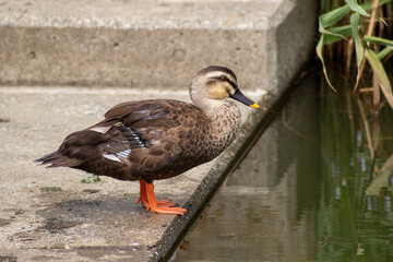 Fotos da vida selvagens do lago Sanaruko de Hamamatsu Shi, Japan