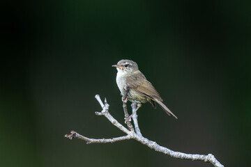 Brown-flanked bush warbler