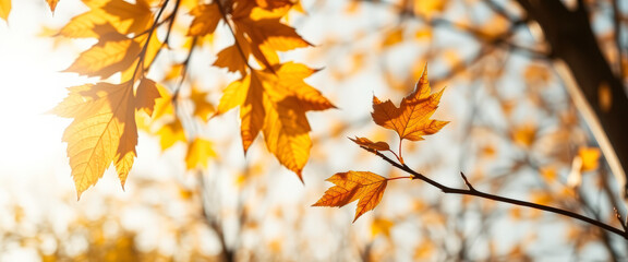 Golden Autumn Leaves