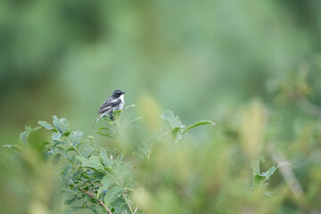 Grey bush Chat in Forest