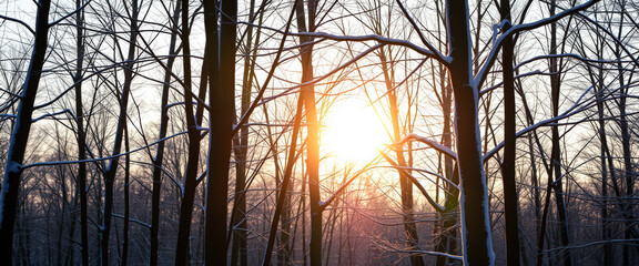 Sun shining through snow-covered trees in a forest