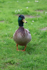 duck on the grass