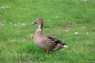 duck in the park