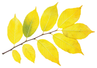 Real ash leaves leaf plant tree.