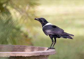 Pied Crow drinking from Terracotta bowl