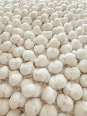 white mushrooms background