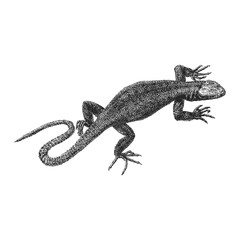Lizard, vintage hand drawn sketch in vector