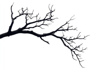Obraz premium Isolated Bare Tree Branch with Dark Silhouette on White Background - Minimalistic Nature Element Perfect for Artistic, Abstract, and Natural Themes