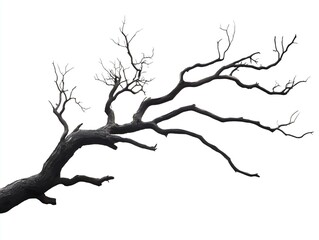 Fototapeta premium Isolated Bare Tree Branch with Dark Silhouette on White Background - Minimalistic Nature Element Perfect for Artistic, Abstract, and Natural Themes