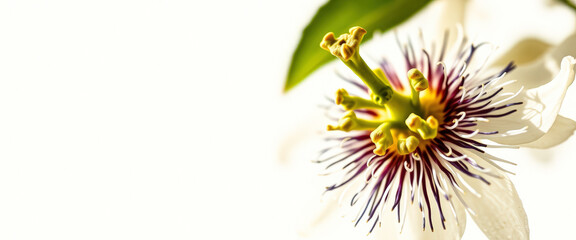 Obraz premium Close-up of a Passion Flower with White Petals and a Purple Center