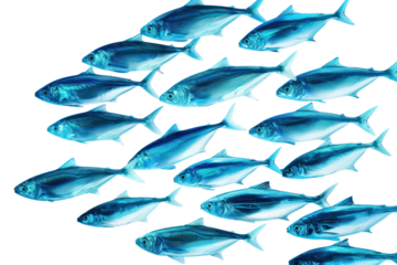 PNG School of fish wall herring animal shark.