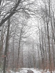 snow covered trees in winter