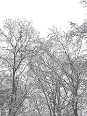 snow-covered treetops 